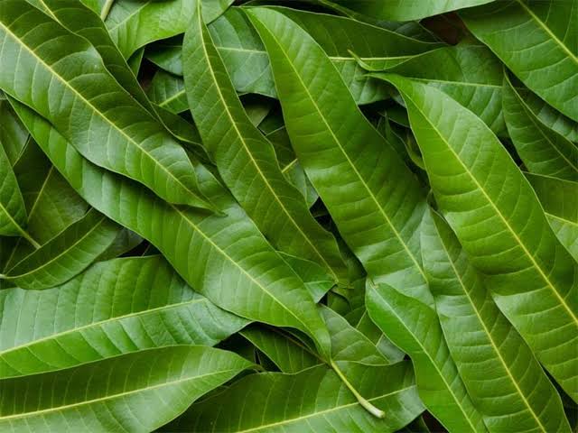 Mango Leaves for Natural Dyeing and Eco-Printing
